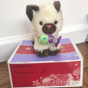 American Girl Himalayan Kitten